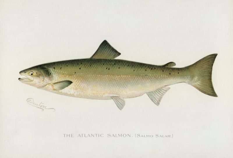 ▲大西洋鲑的拉丁学名为Salmo salar，意思是“跳跃者”。来源：rawpixel.com